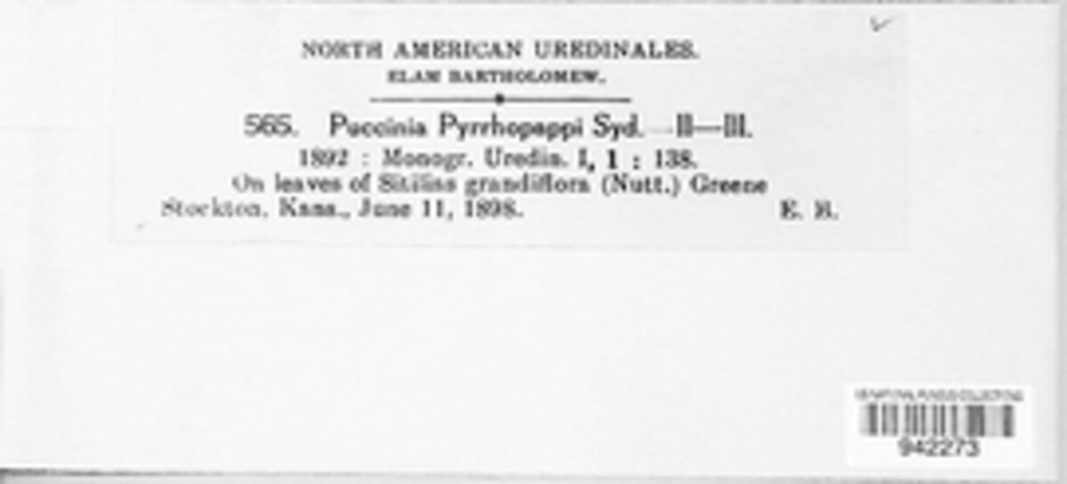 Puccinia pyrrhopappi image